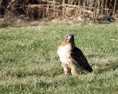 Red-tailed hawk after catching a meal の写真素材