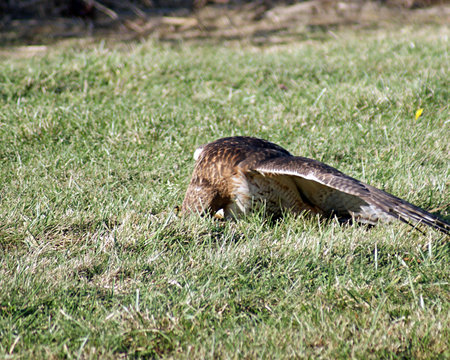 Red-tailed hawk after catching a meal の写真素材