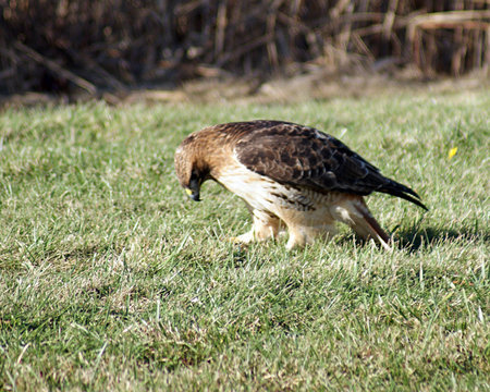 Red-tailed hawk after catching a meal の写真素材