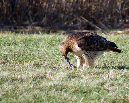 Red-tailed hawk after catching a meal の写真素材