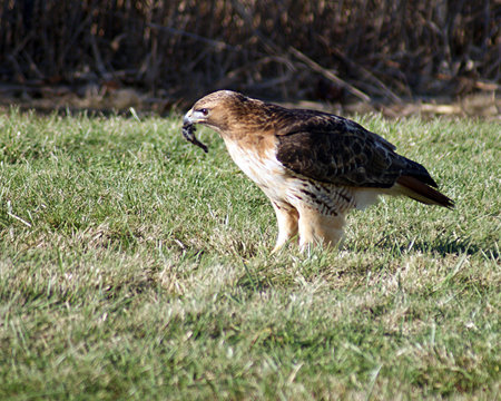 Red-tailed hawk after catching a meal の写真素材