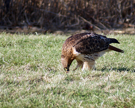 Red-tailed hawk after catching a meal の写真素材