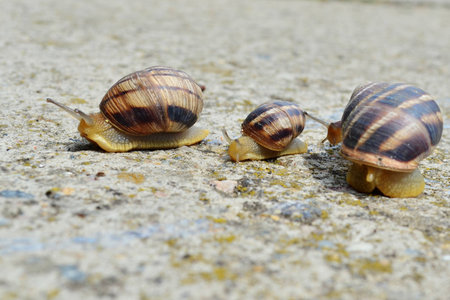 family of snails on a spring walkの写真素材