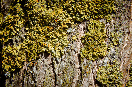 tree barkの写真素材