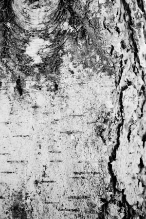 tree barkの写真素材