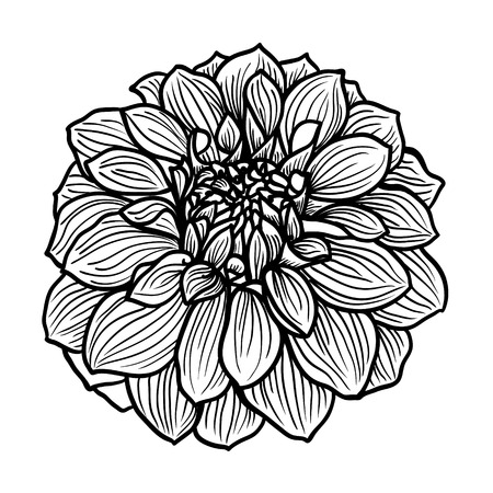 Hand drawn Dahlia flower  Black and white, vector illustration のイラスト素材