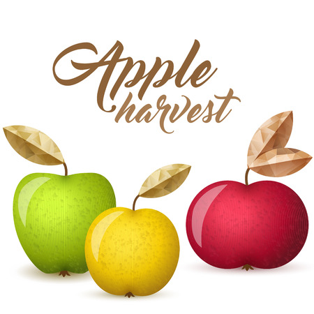 Three ripe apples - green, yellow and red - vector illustration. Colorful autumn apples with leaves.のイラスト素材