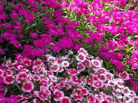 Impatientsの写真素材