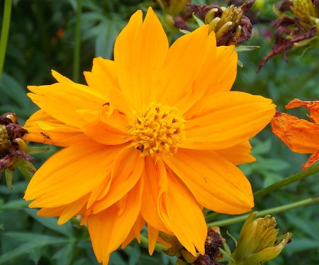 Golden Flowerの写真素材