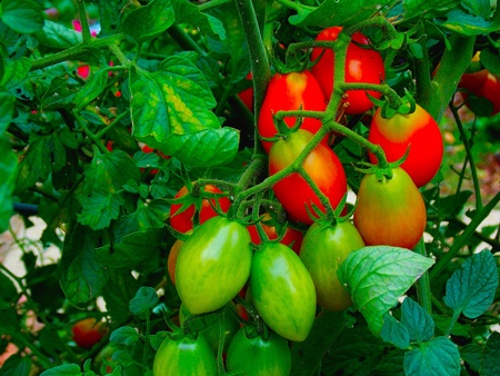 Cherry Tomatoesの写真素材