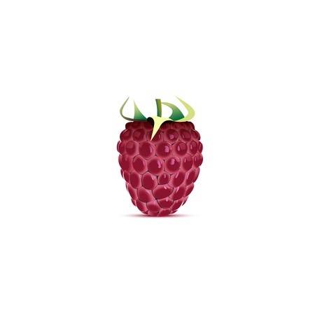 Raspberry vector illustration  fruit backgroundのイラスト素材