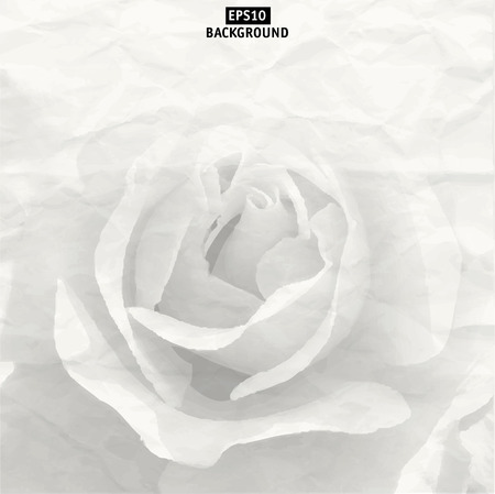 vector white rose closeup  illustrationのイラスト素材