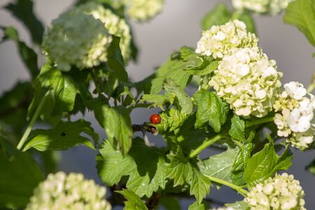 Ladybug on fresh blooming leaves of the bush