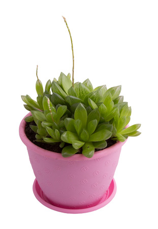 succulent-haworthiaの写真素材