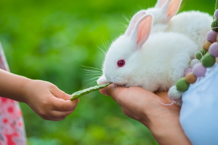little girl playing with a small rabbitの写真素材