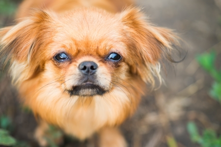 trusting little doggy friendの写真素材