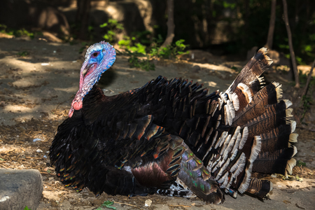 Male turkey in natural surroundings. Thanksgiving Turkey Tom laying and displaying his feathers.