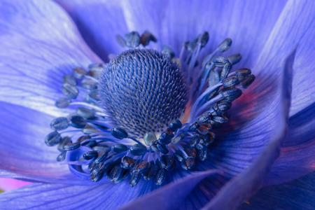Anemone. Close up of blue anemone flower. Anemone in springtime. Detail of a blue anemone.の写真素材