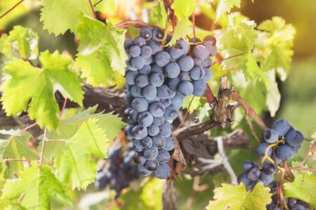 Grapes in vineyard. Red grapes and vine leaves with autumn tints. Soft and blur style for background. A photo with shallow depth of fieldの写真素材