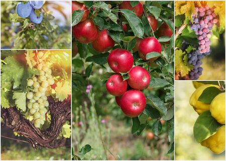 Beautiful autumn fruits collage. Collage made of five  images of different autumn fruitsの写真素材
