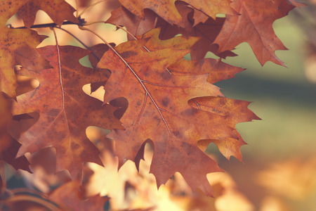 Autumnal leaves on a tree . Brown oak leaves in the autumn. Soft and blur style for background. A photo with shallow depth of fieldの写真素材