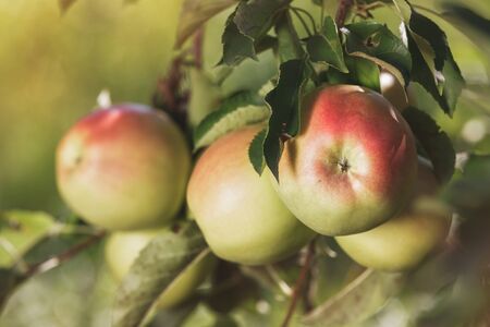 Apples in the apple orchard, close up. Vintage toned image, copy space