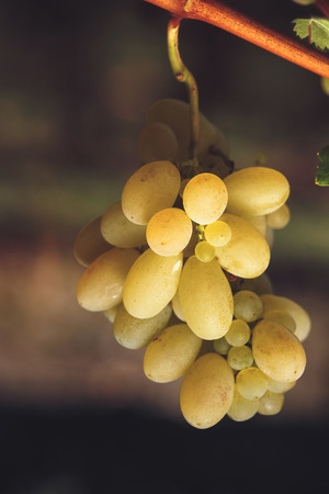 White grape, selective focusの写真素材