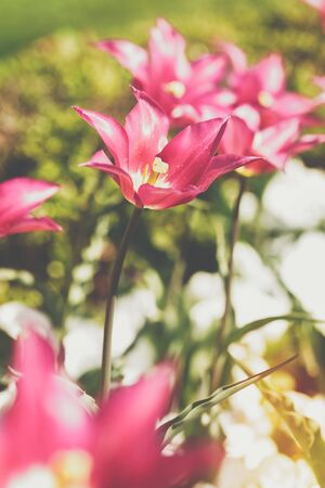 Tulips opened out in spring garden on sunny day. Vintage toned image, selective focus