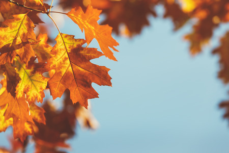 Autumn leaves against blue sky,  Light shining through autumn leaves. Soft and blur style for...