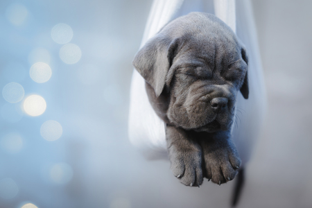 Portrait of a newborn gray cane corso puppy sleeping in a hammock, selective focusの写真素材
