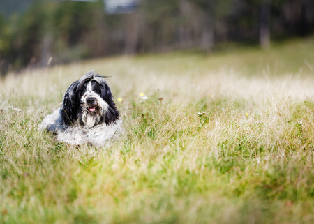 Portrait of a beautiful young Tibetan terrier dog lying in the grass on a sunny dayの写真素材