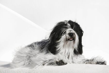 Tibetan terrier dog lying on whitewashed stone wall in Oia town, Santorini, Greece, selective focusの写真素材