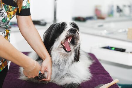 Pet groomer clipping dog nail, selective focusの写真素材