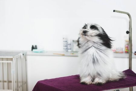 Dog being blown by hairdryer. Happy Tibetan terrier dog under the blow dryer after  a bath  procedure in grooming salonの写真素材