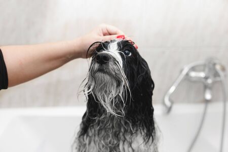 Bath time. Tibetan terrier dog  getting bath at home, selective focus, copy spaceの写真素材