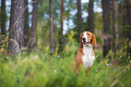 Portrait of a beautiful mixed bread dog sitting among grass and  flowers on summer sunny day, selective focusの写真素材