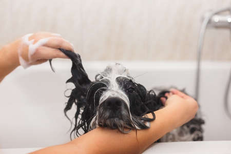 Dog taking a bath. Tibetan terrier dog  getting a bath,  selective focus, copy spaceの写真素材