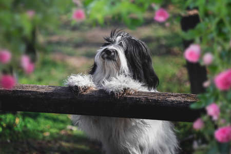 Curious Tibetan terrier dog in a park, surrounded by roses flowers during spring. Selective focusの写真素材