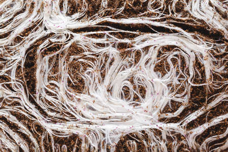 Root structure of red daikon radish. Background of roots and soil, close up. Growing Micro Greens.