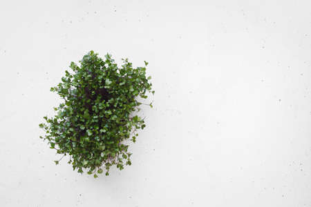 Purple Kohlrabi Microgreens In Garden Box. Green superfoods. Seed germination at home. Top view, blank spaceの写真素材