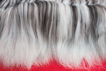 Black and white dog hair. Close up of Tibetan terrier dog hair. 
Long haired dog grooming. Pet care