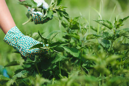 Woman picking fresh nettle leaves with protection gloves in the garden. Selective focus