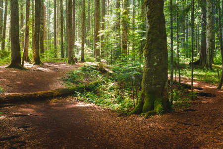 Path In dense green forest. The beautiful dense green forest  with a variety of trees and plants on...