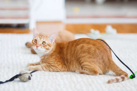 Beautiful Ginger Cat Playing With A Mouse Wool. Selective focus, copy spaceの写真素材