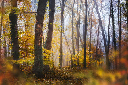 Foggy Autumn Forest. Color gradient of autumn forest. Autumn woods in the morning. Selective focusの写真素材