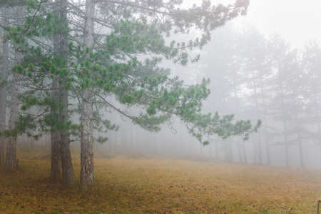 Morning fog at high mountain forest. Misty forest of pine trees on the mountains. Selective focus