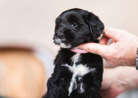 Tibetan terrier puppy. Little Black and white Tibetan terrier puppy sitting obediently. Selective focus, copy spaceの写真素材