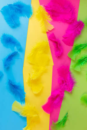 Collection of vibrant colored feathers. Colored feathers on an arranged colorful paper background. Beautiful template for advertising, banner or greeting card. Top view, flat layの写真素材
