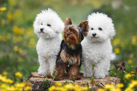 Three dogs of various ages and breed sitting obediently in forest. Two of them are Bichon frise  and one is a Yorkshire Terrier puppy. Animal themes, selective focus, copy spaceの写真素材