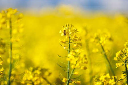 Honey bee on rape flower in spring. Spring blooming canola flowers field in rural countryside. Nature landscape. Selective focus, copy spaceの写真素材